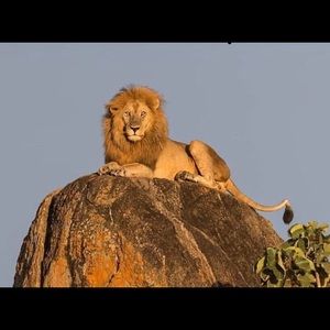 Meet your Posher, Leon